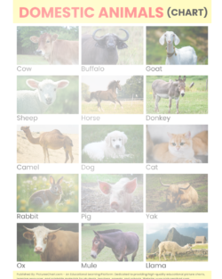 domestic animals chart