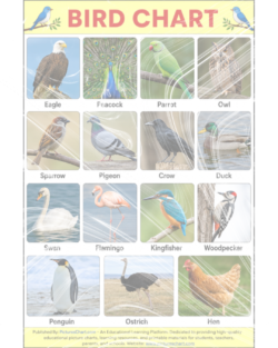 bird chart with pictures