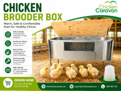 Chicken Brooder Box for Safe and Comfortable Chick Rearing