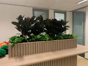 Corporate Plant Hire Melbourne – Premium Indoor Plant Services