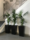 Indoor Plant Rental Victoria for Stylish Workspaces