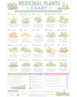 medicinal plants chart with names