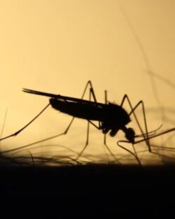 Mrs. Green Planet Eco-Friendly Pest Management: Organic Mosquito Control Services in Atlanta for ...