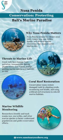 Nusa Penida Conservation Protecting Bali’s Marine Paradise