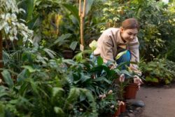 Mulching for gardens