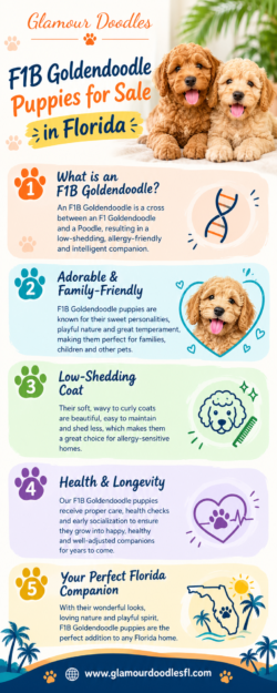 F1B Goldendoodle Puppies in Florida: Choosing the Right Puppy
