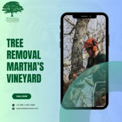 Tree Removal Martha’s Vineyard