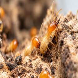 Mrs. Green Planet Helps Safeguard Property Structures With Termite Control in Atlanta