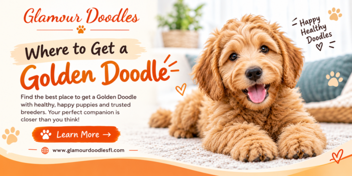 Golden Doodle Puppies for Unforgettable Family Moments