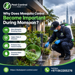 Why Does Mosquito Control Become Important During Monsoon?