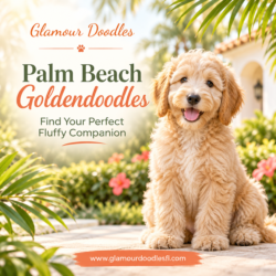 Discover Adorable Goldendoodle Puppies in Palm Beach