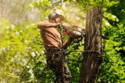 When Should Homeowners Consider Tree Cutting in Austin, TX?