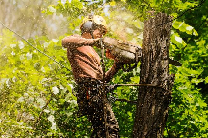 When Should Homeowners Consider Tree Cutting in Austin, TX?