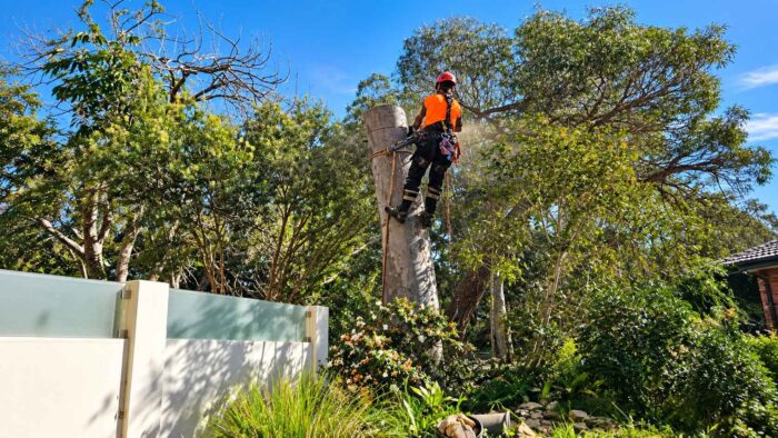 Tree Removal Camperdown for Residential and Commercial Sites
