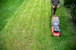 Revive Your Lawn with Weed Control in Edmonton That Targets Growth