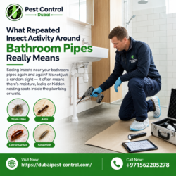 What Repeated Insect Activity Around Bathroom Pipes Really Means